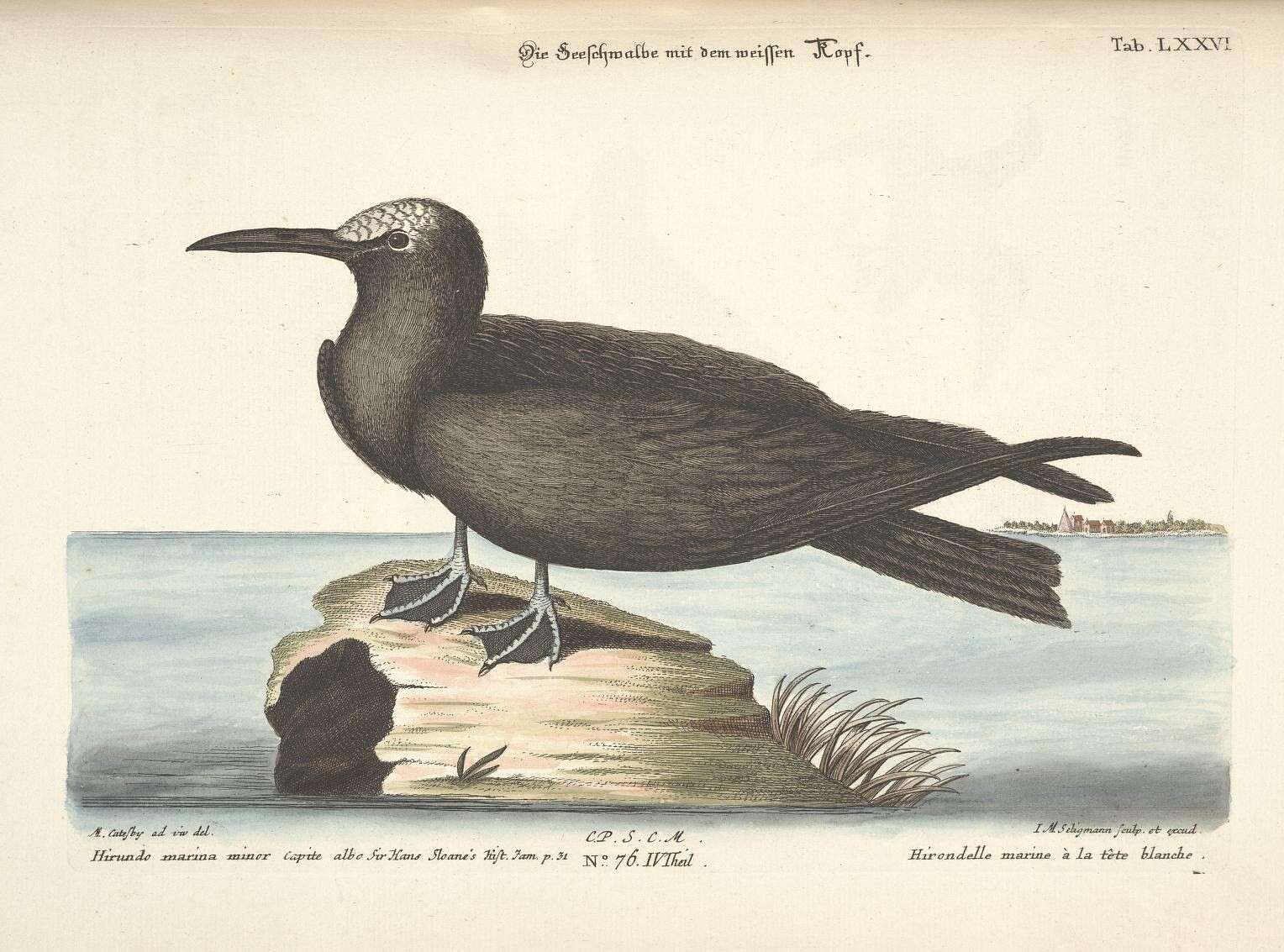 Image of Brown Noddy