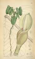 Image of Philodendron serpens Hook. fil.