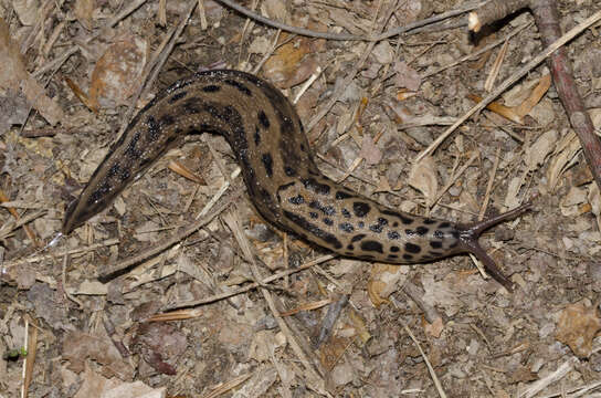 Image of garden slugs