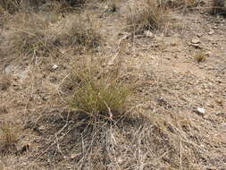 Image de Eragrostis lehmanniana Nees