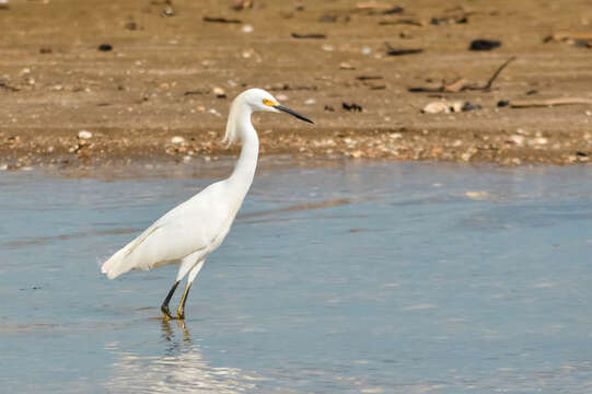 Image of Snowy Egret