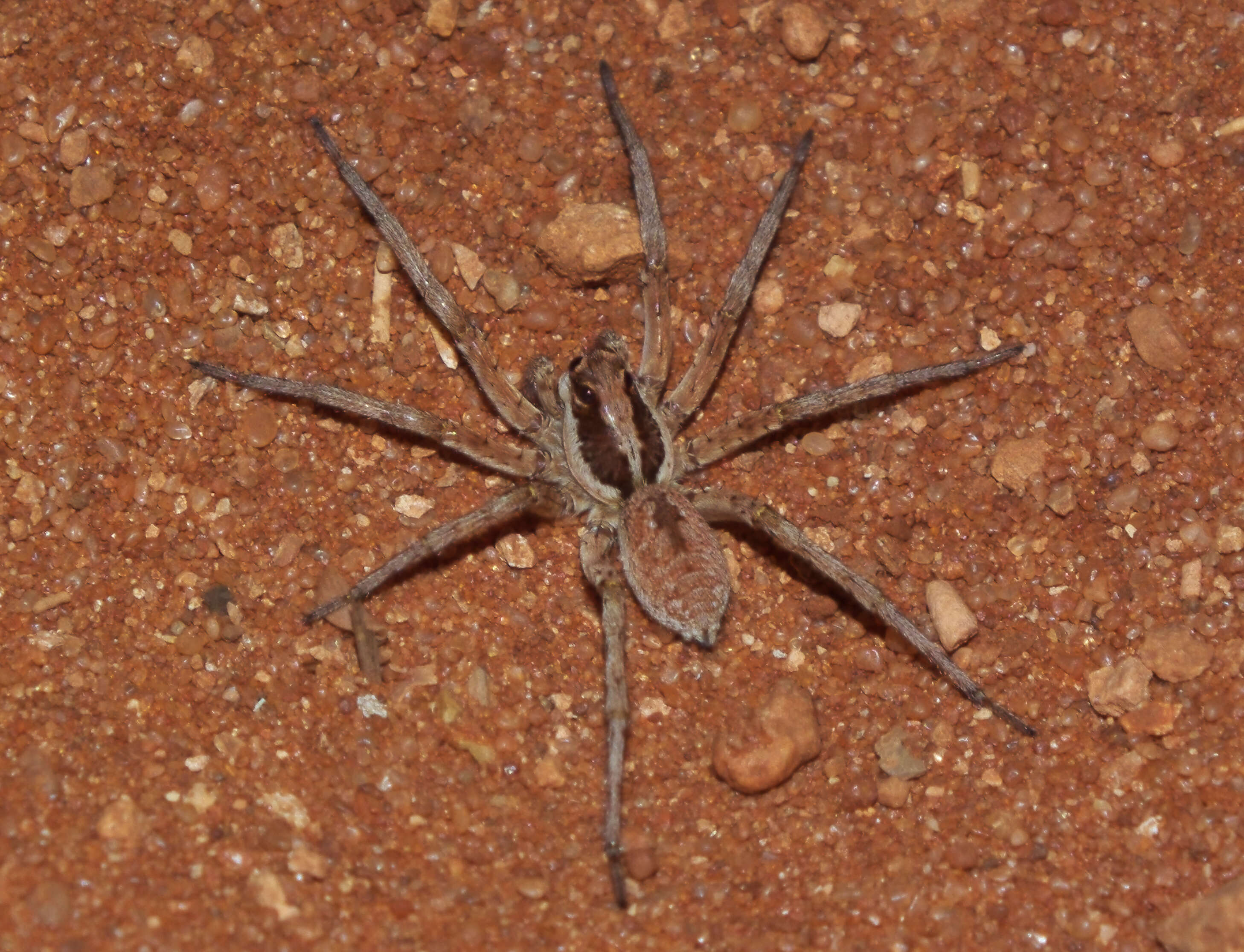 Image of wolf spiders