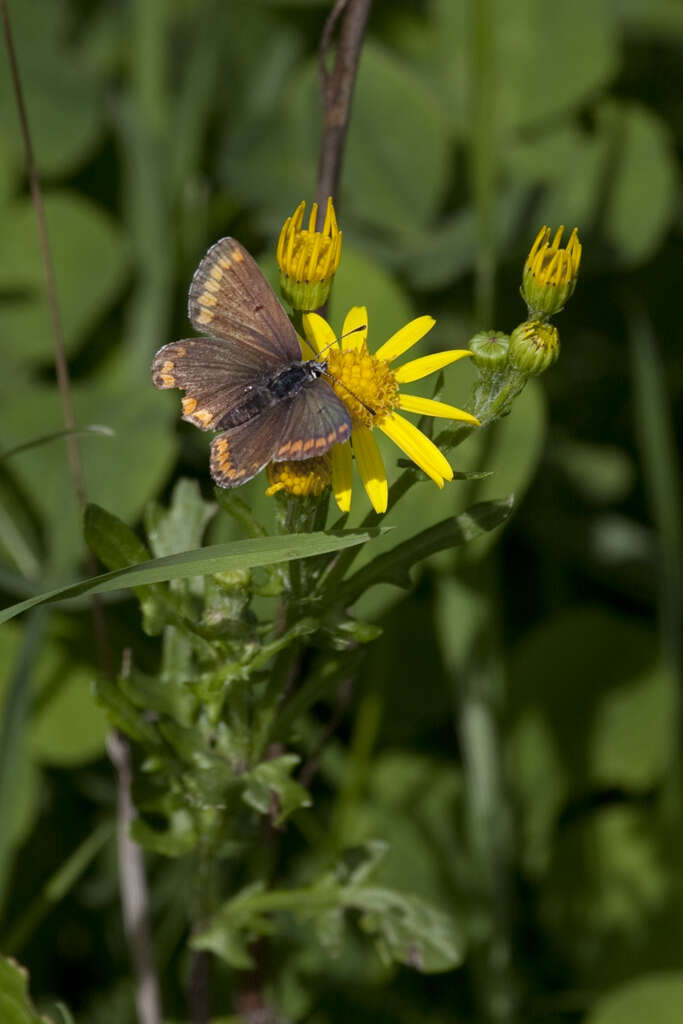 Image of brown argus