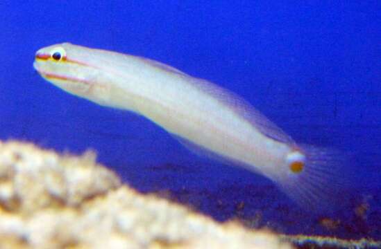 Image de Amblygobius decussatus (Bleeker 1855)