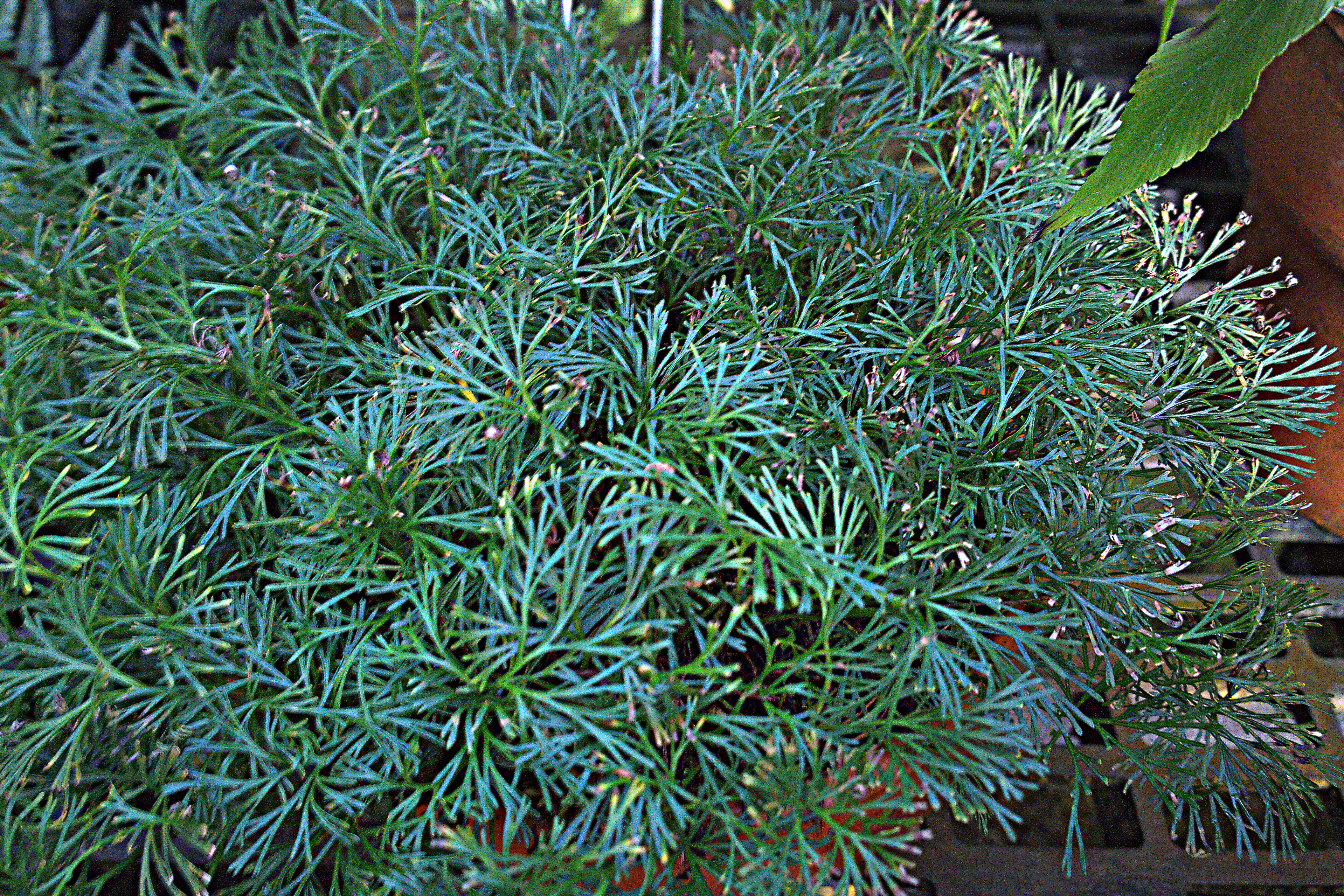 Elaphoglossum peltatum (Sw.) Urb. resmi