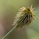 Imagem de Cyperus plukenetii Fernald