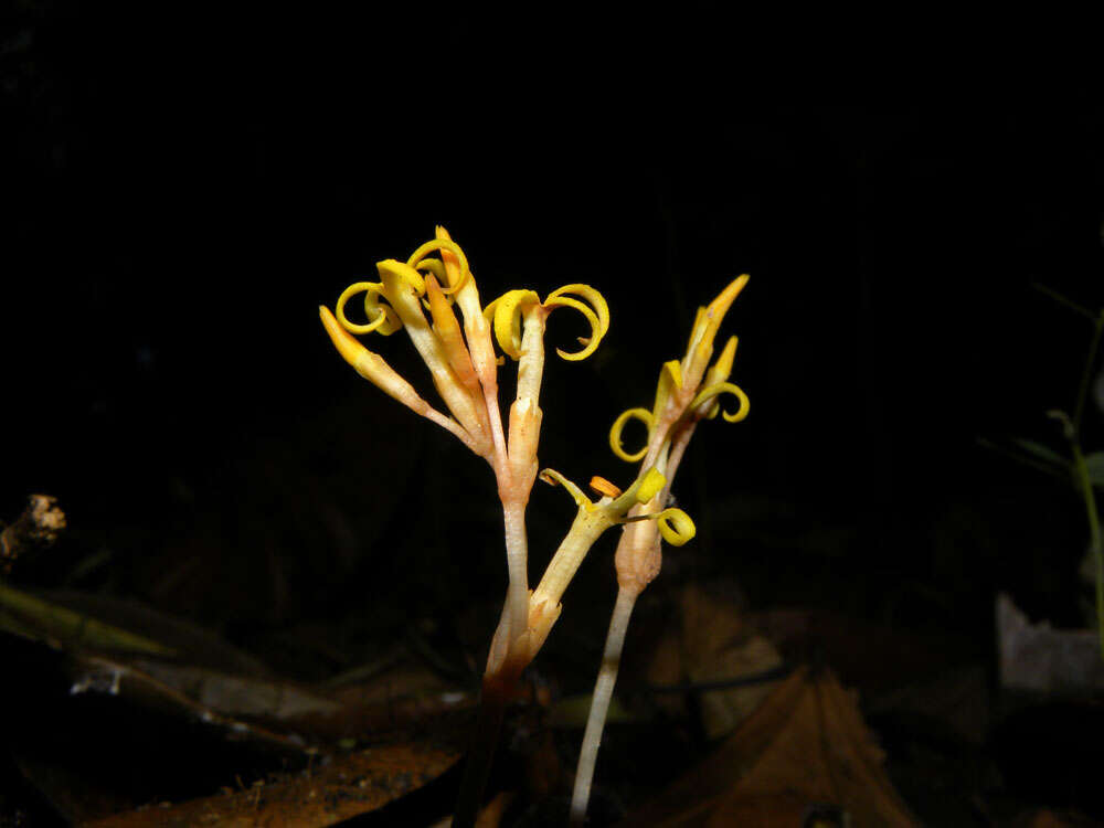 Image of ghostplant