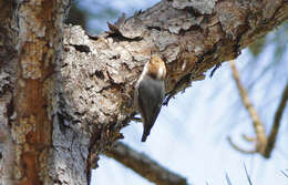 Image of Brown-headed Nuthatch