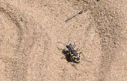 Image of Big Sand Tiger Beetle