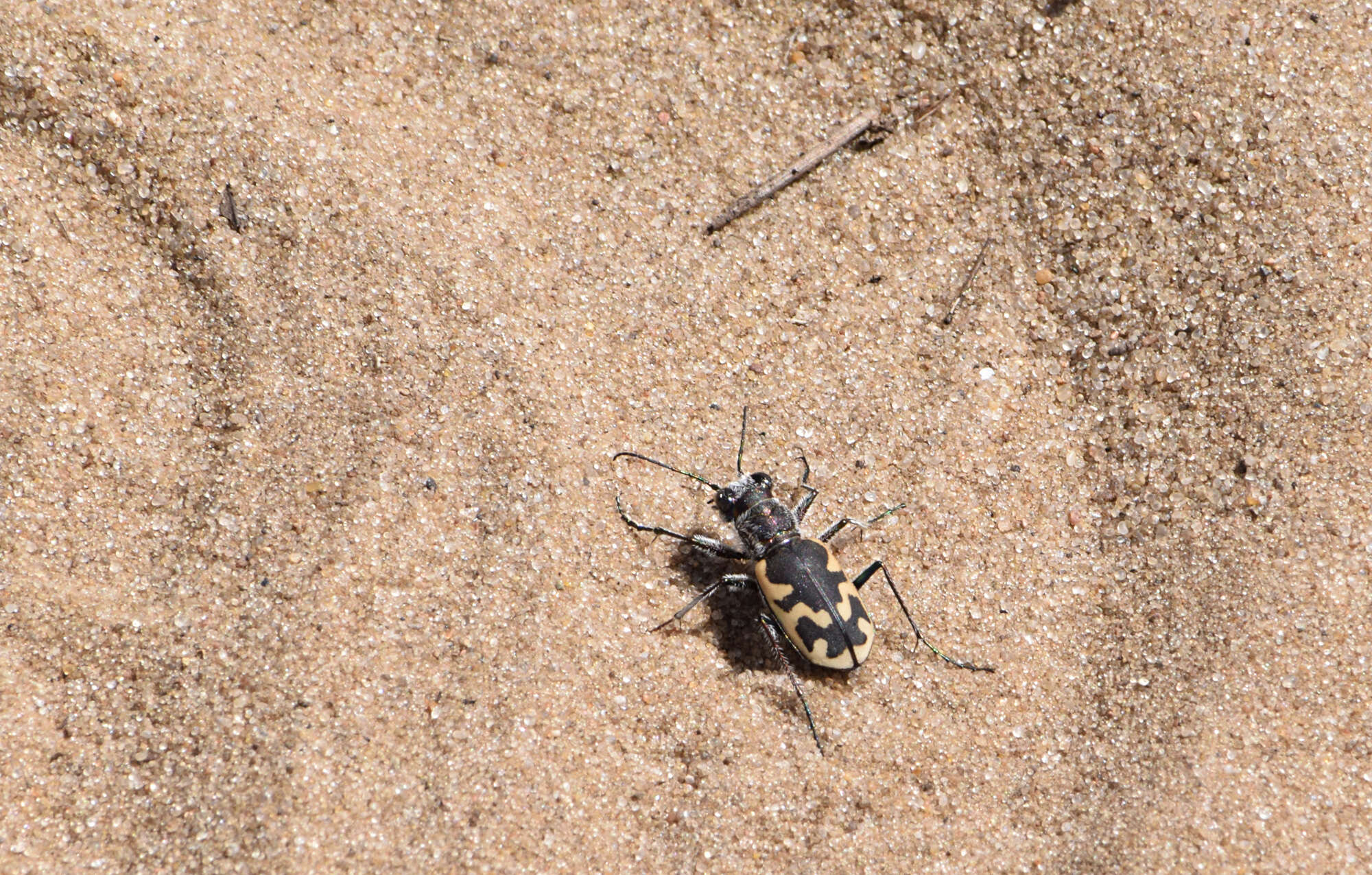 Image of Cicindela (Cicindela) formosa generosa Dejean 1831