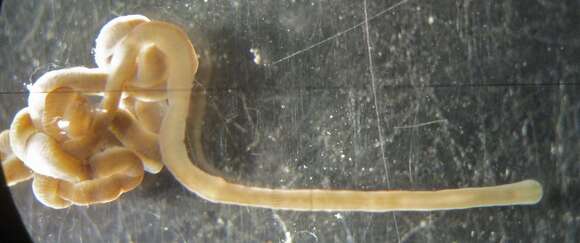 Image of Green Ribbon Worm