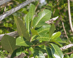 Image of Ficus