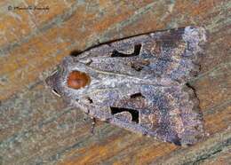 Orthosia gothica Linnaeus 1758 resmi