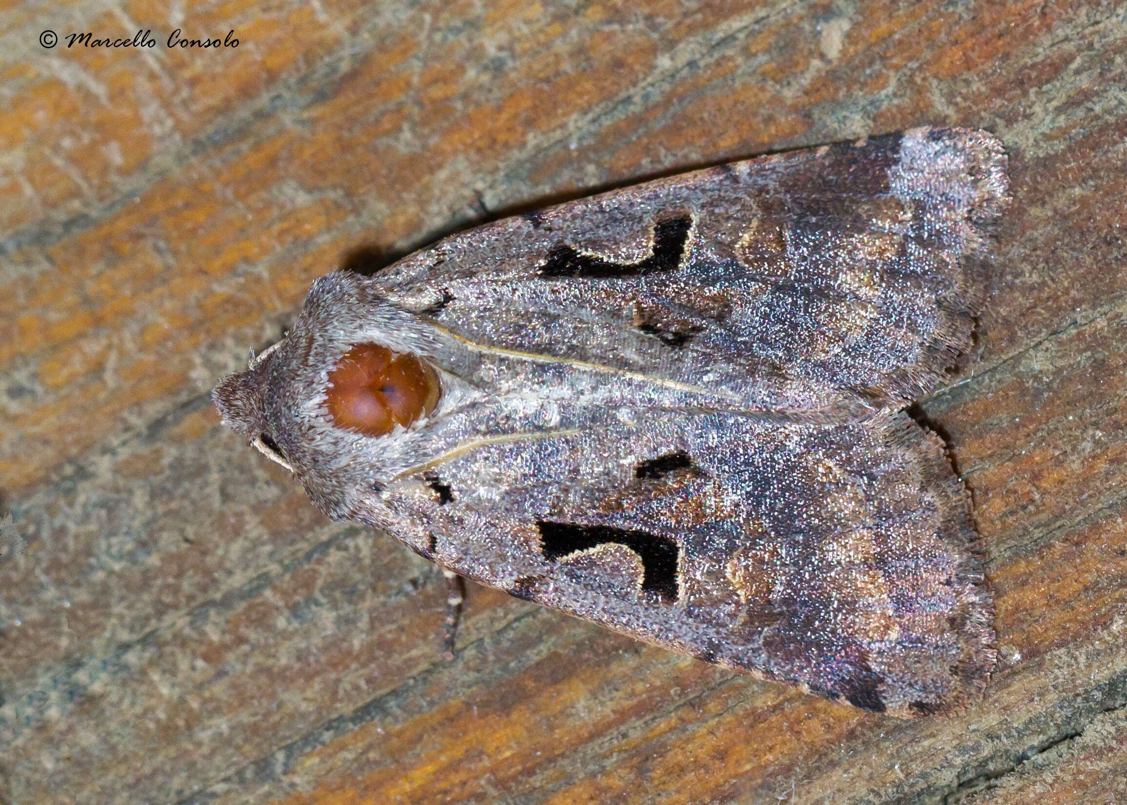 Orthosia gothica Linnaeus 1758 resmi