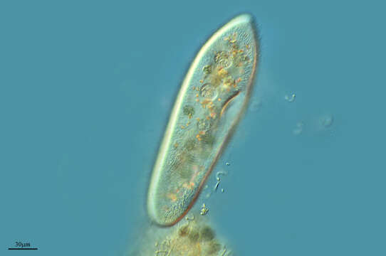 Image de Paramecium caudatum