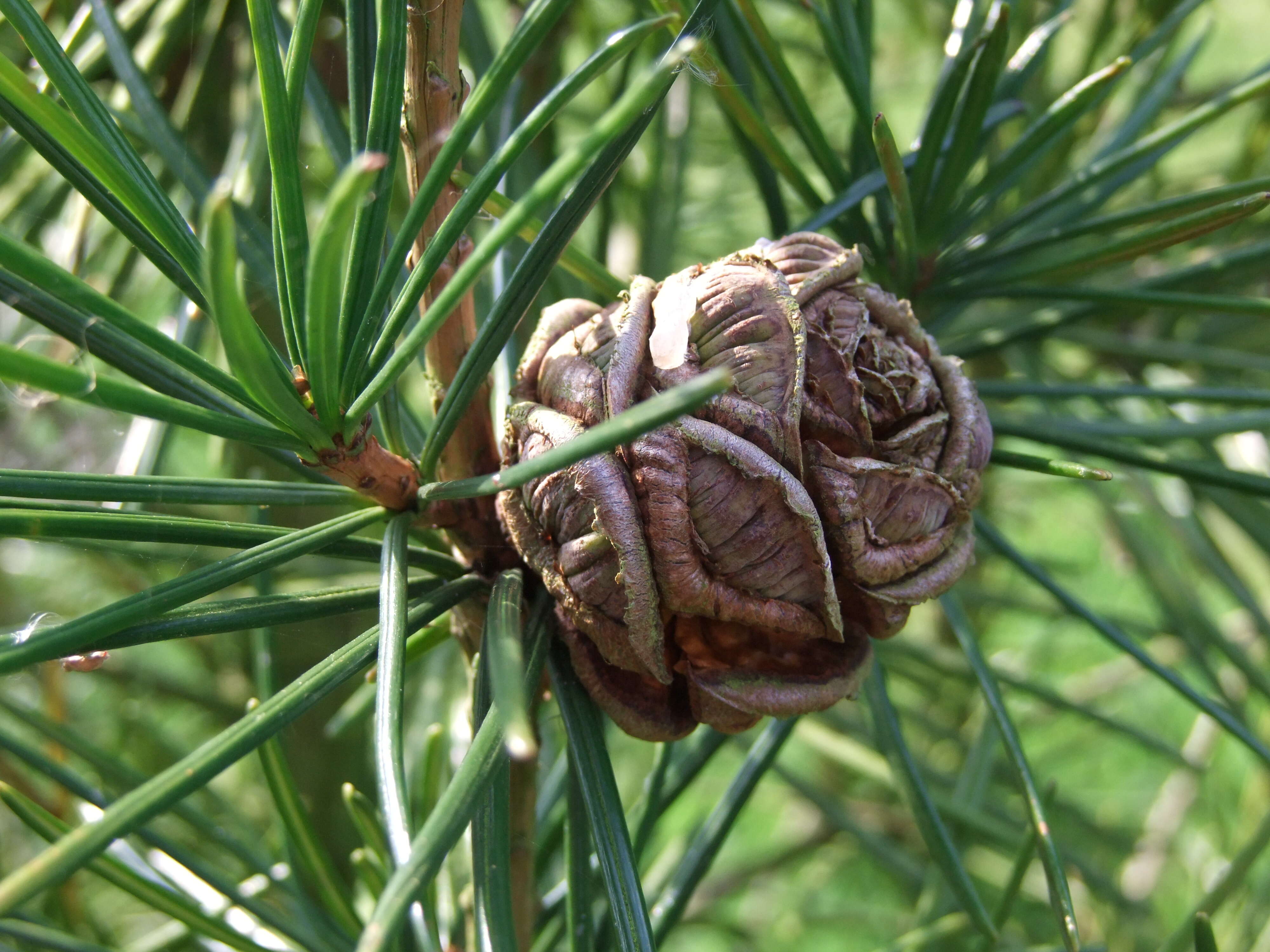 Image of umbrella-pine family