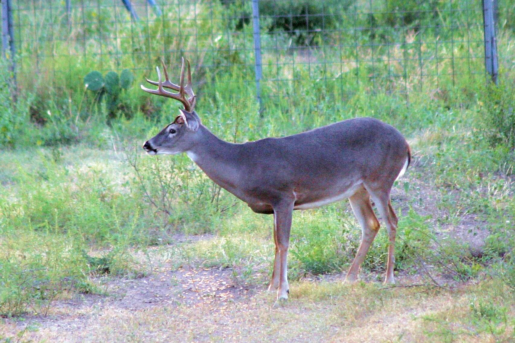 Image of deer, elk, moose, and caribou