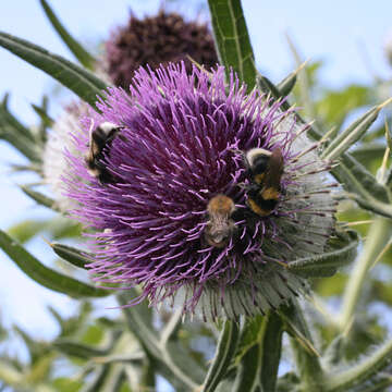 Image of woolly thistle