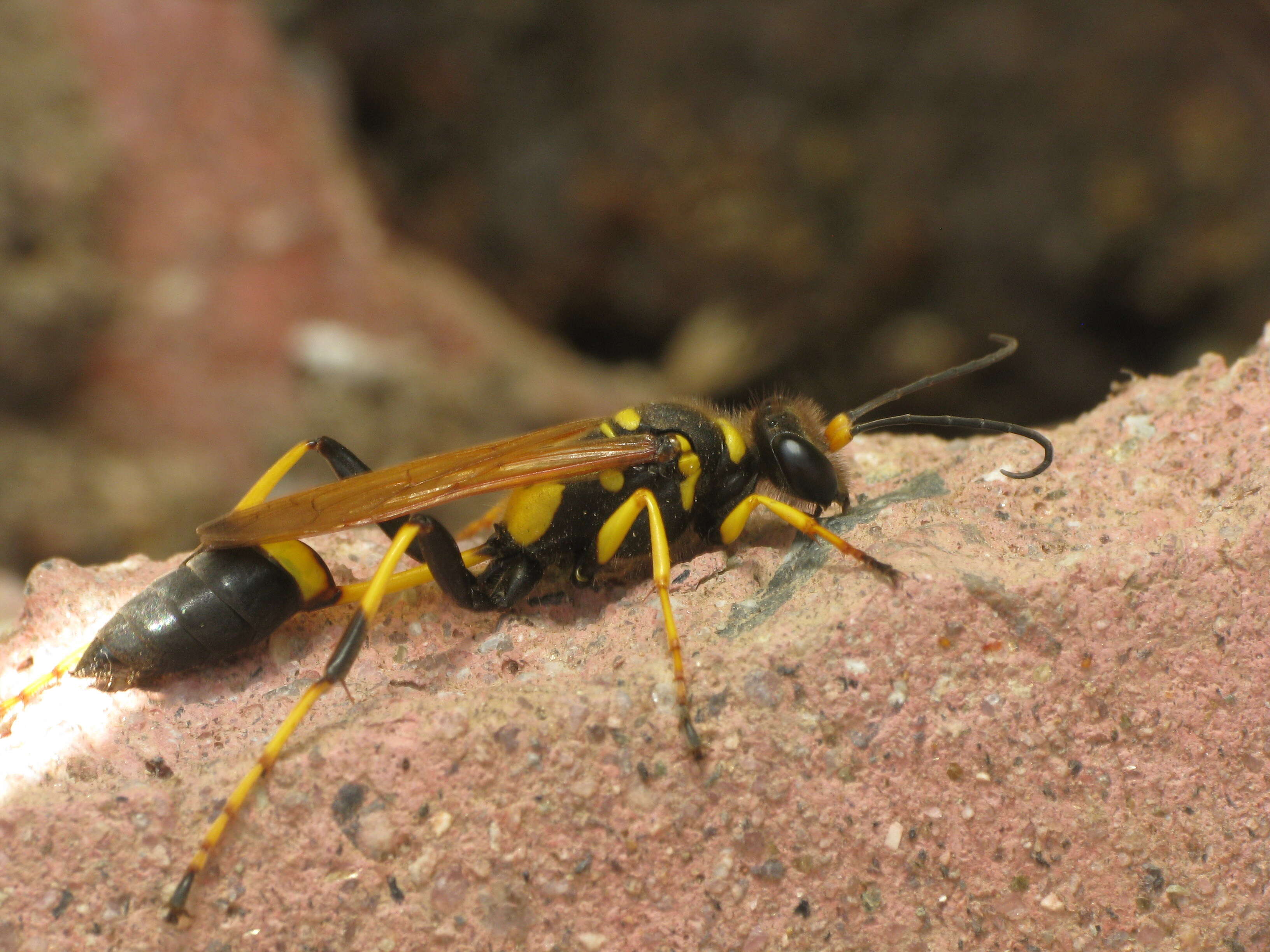 صورة Sceliphron caementarium (Drury 1773)