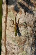 Image of Bark anole