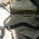 Image of Ring-necked Spitting Cobra