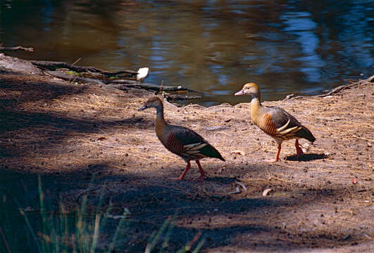 Image of Grass Whistling Duck