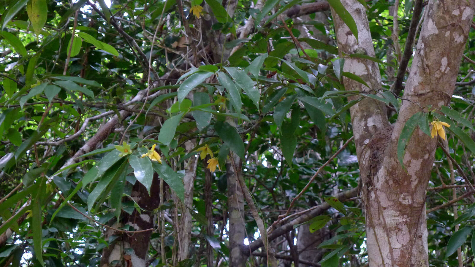 Image of guatteria