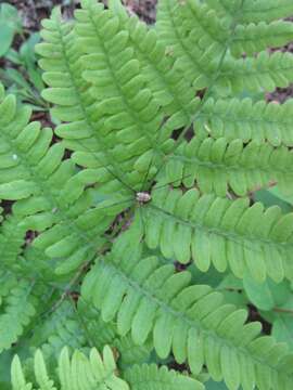 Слика од Gymnocarpium dryopteris (L.) Newm.