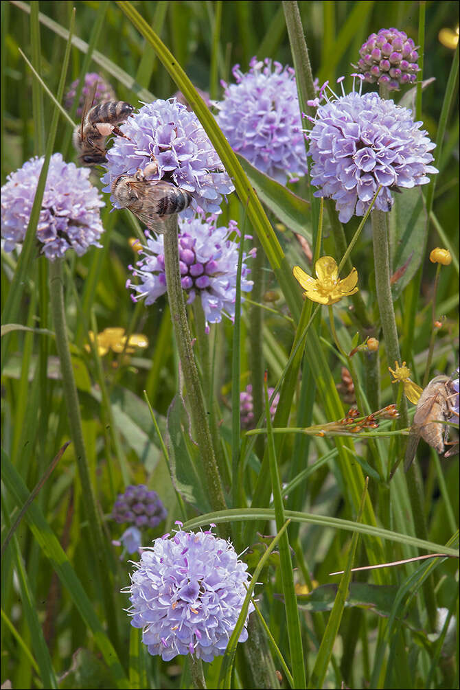 Image of Devil’s Bit Scabious