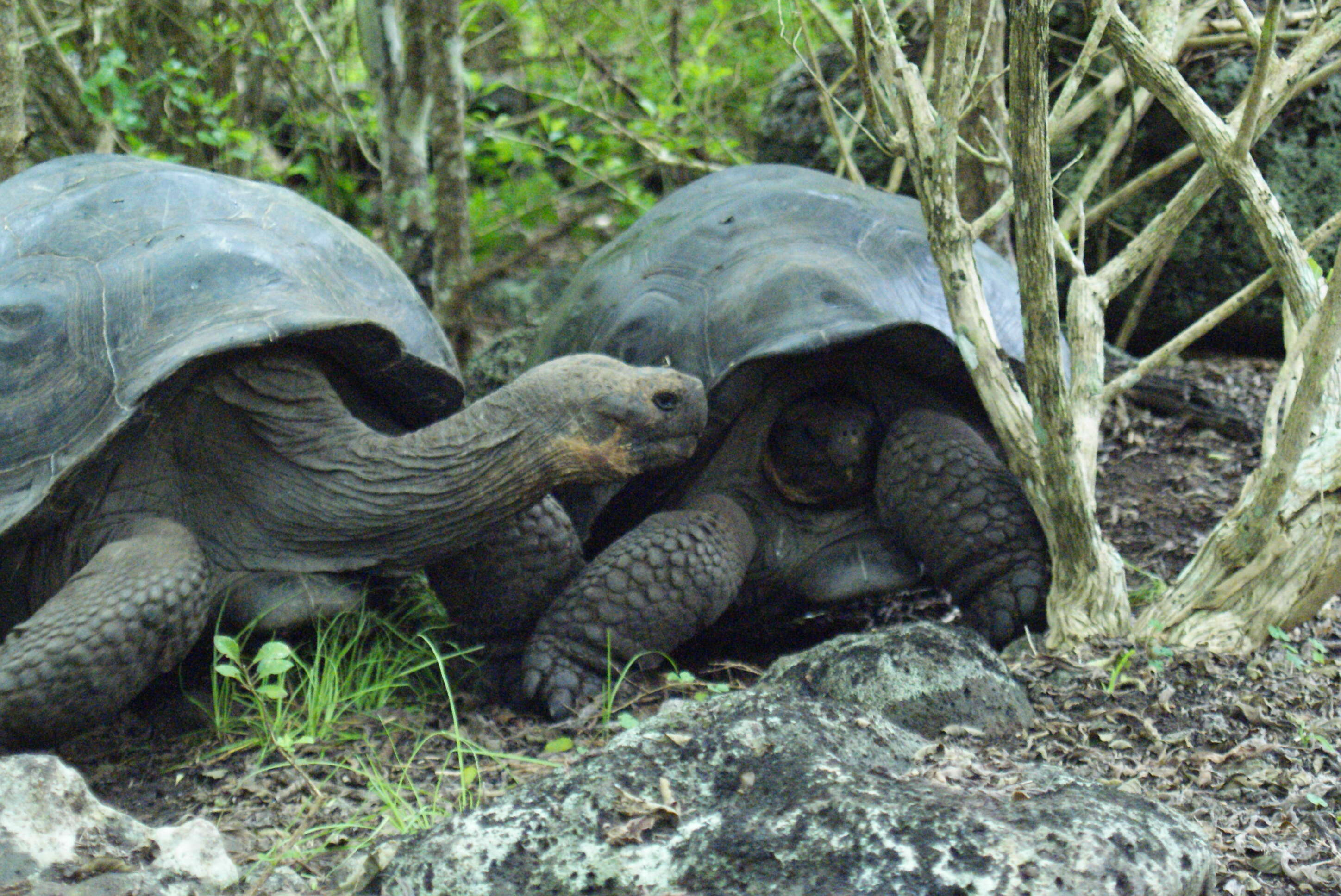 Image of Abingdon Island Giant Tortoise