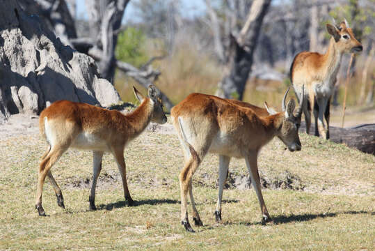 Image of Red Lechwe