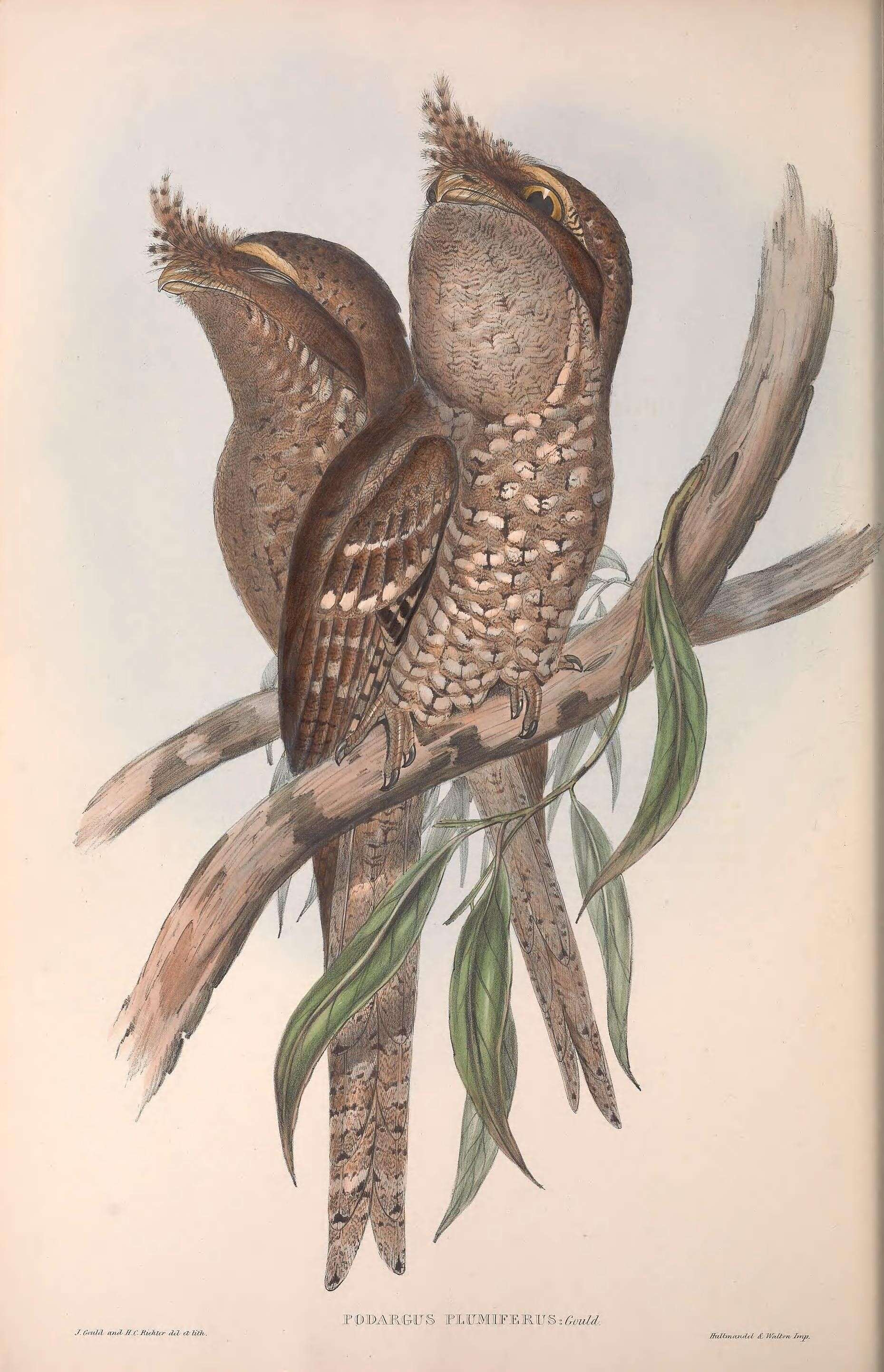 Image of Podargus ocellatus plumiferus Gould 1846