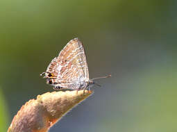 صورة Theclinesthes onycha (Hewitson 1865)