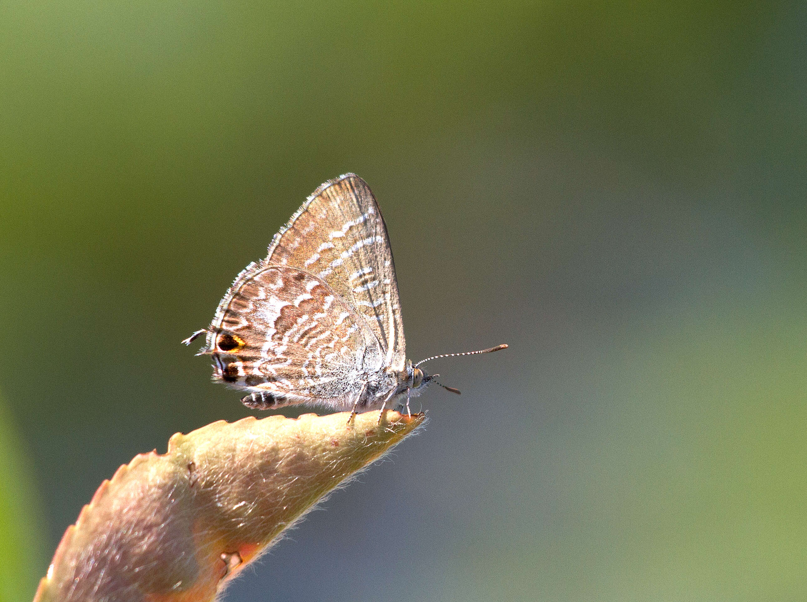 Image of Theclinesthes