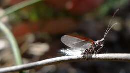 Image of Callipappidae