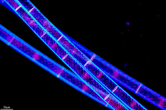 Spirogyra XX resmi