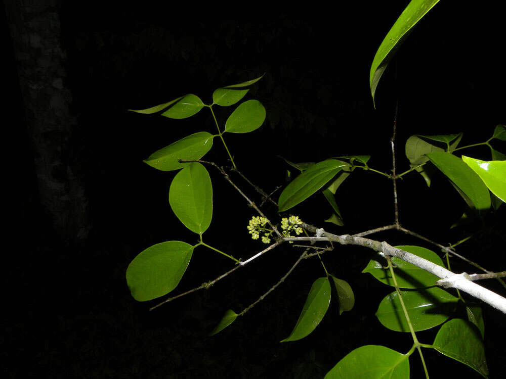 Plancia ëd Strychnos peckii B. L. Robinson