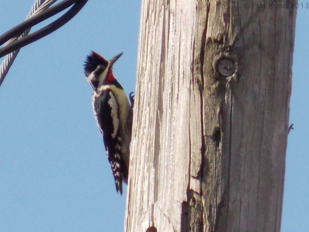 Image of Sapsucker