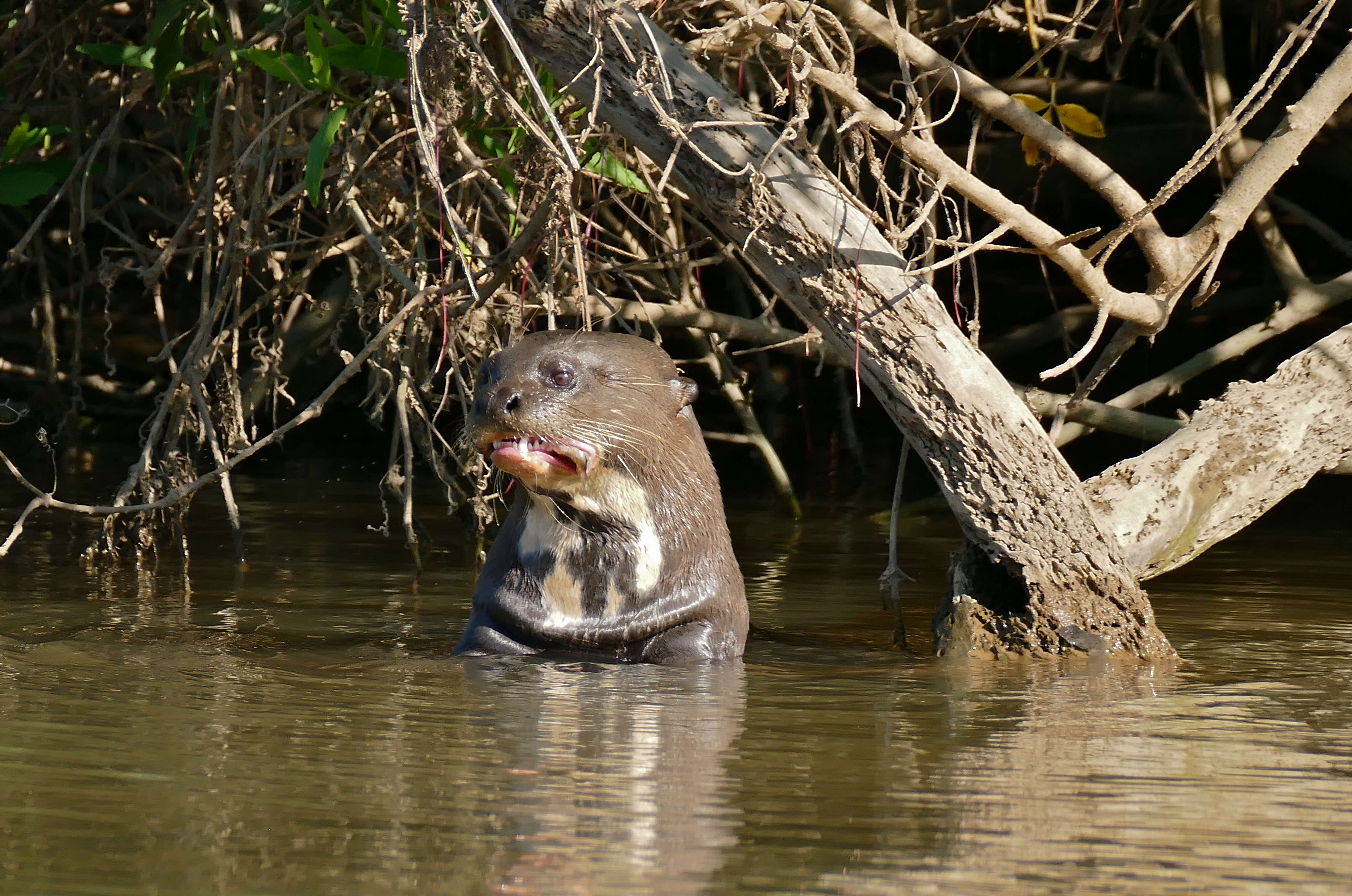 Image of giant otter