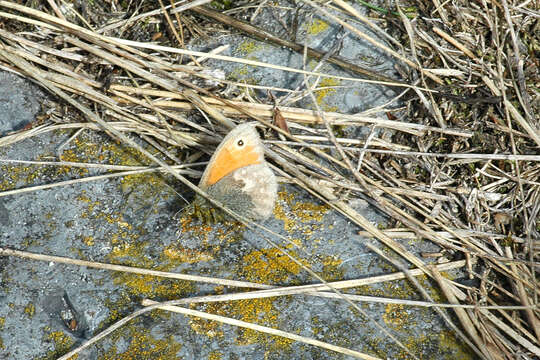 Image of small heath