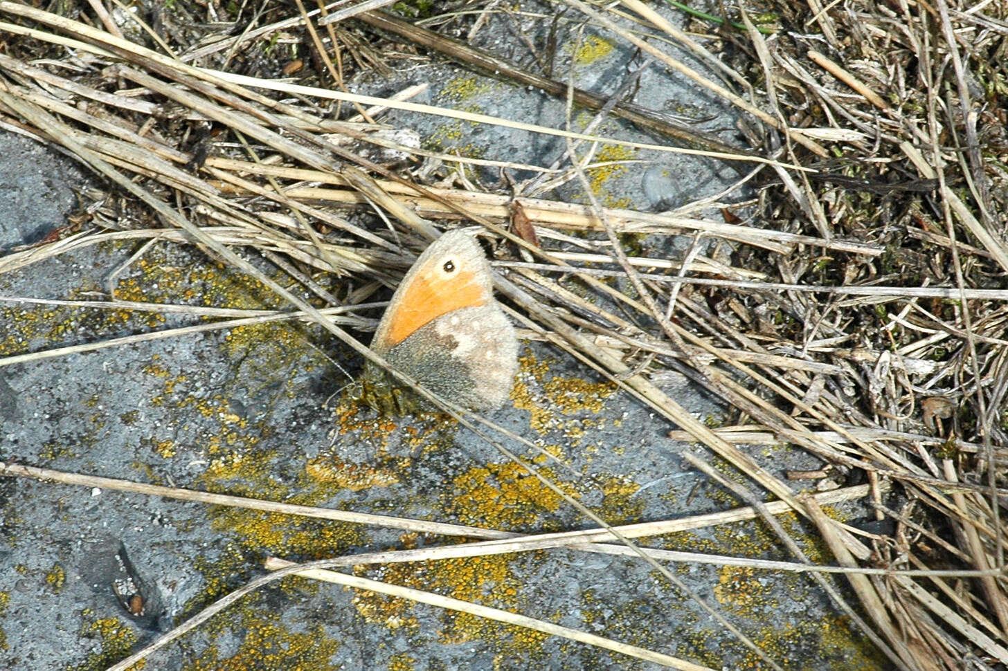 Слика од Coenonympha