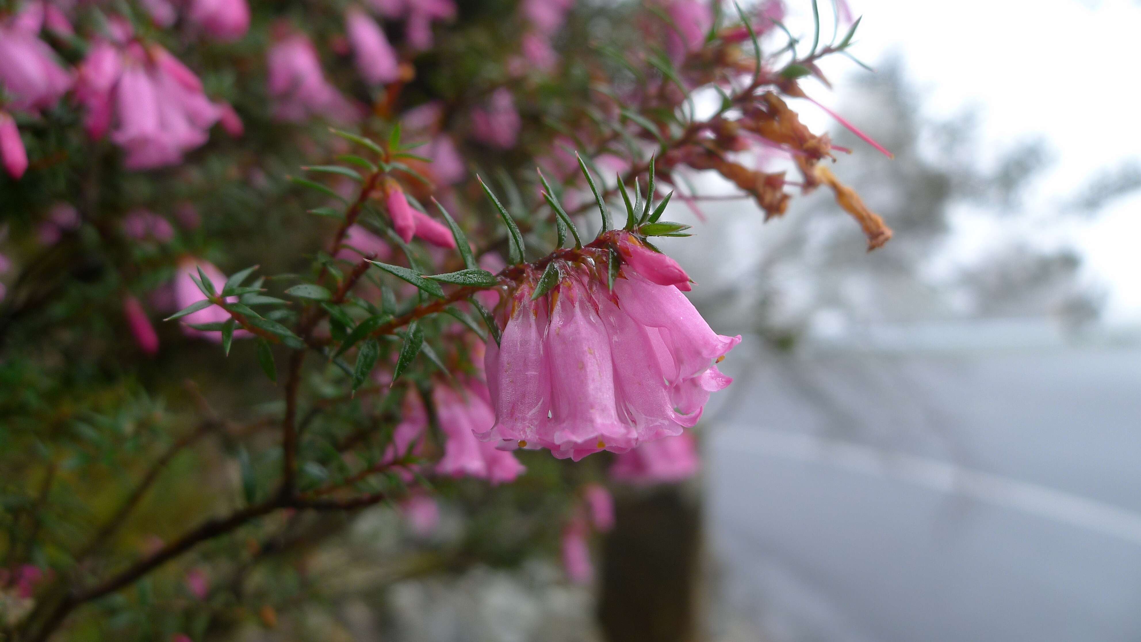 Plancia ëd Epacris impressa Labill.