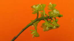 Image of Yellowspike orchids