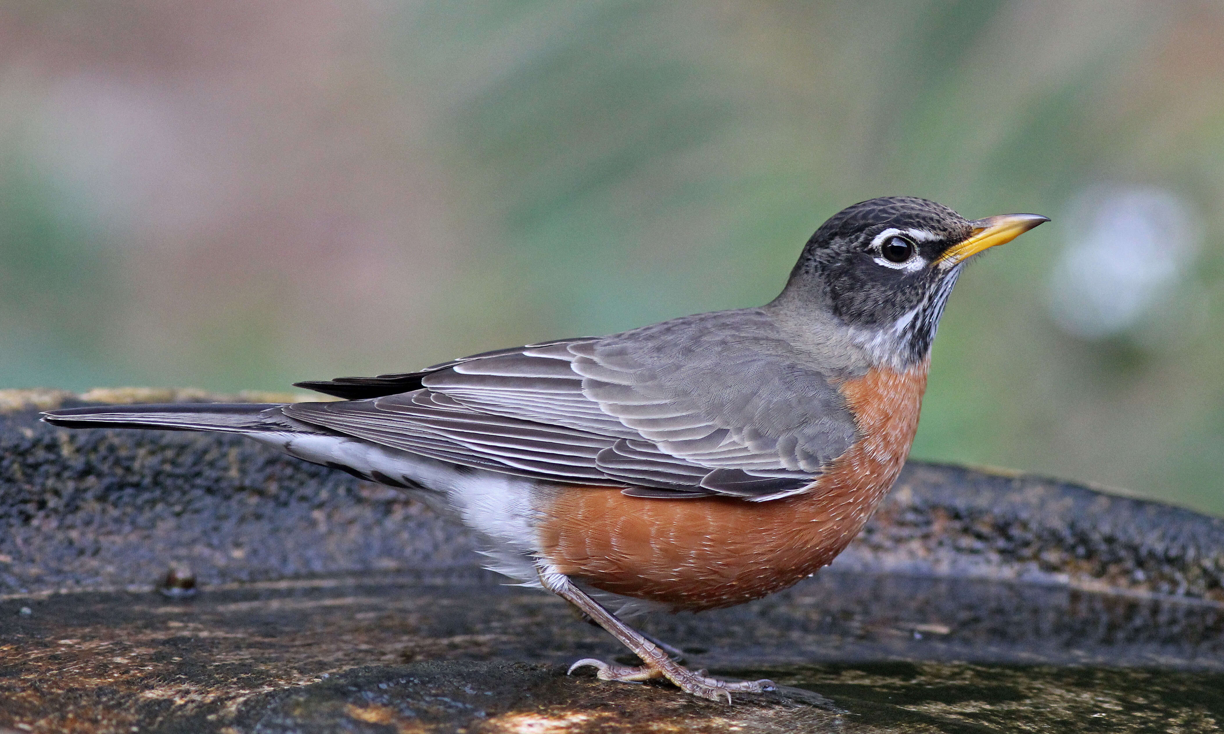 Image of Thrush