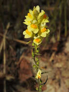 Image of Toadflax