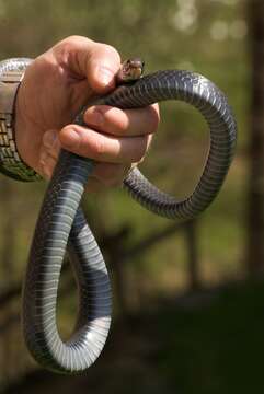 Image of Eastern Racer