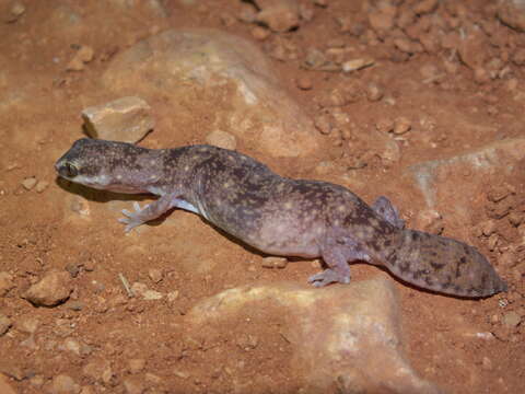 Image of Robust Striped Gecko