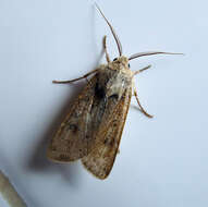 Image of turnip moth