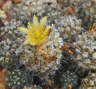 Image de Copiapoa humilis (Phil.) Hutchison