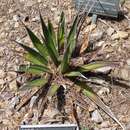 Image of Agave pelona Gentry